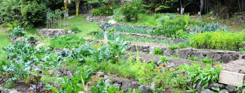 Extensive vege garden at Kath's and Bert's place, Mamaki.