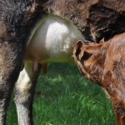 Suckling calf