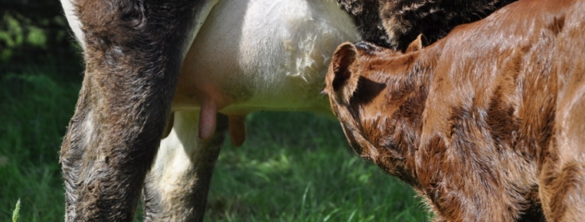 Suckling calf