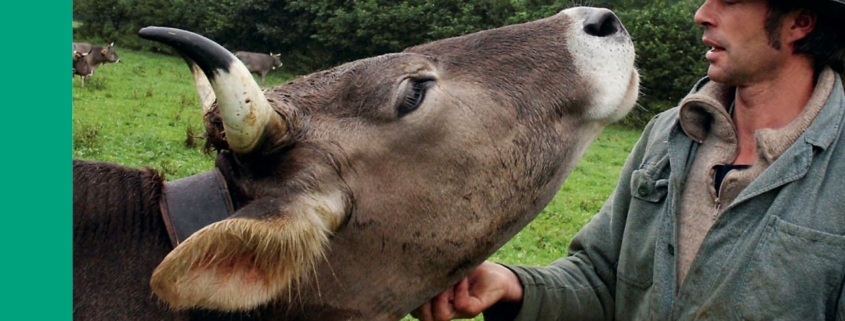 Cover image for "Why cows have horns"