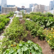 Rooftop food garden with cityscape in the background