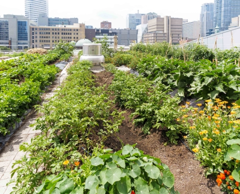 Rooftop food garden with cityscape in the background