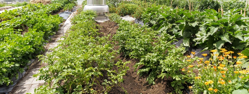 Rooftop food garden with cityscape in the background