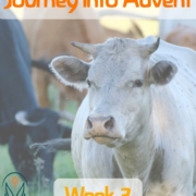 Pink and Green Illustrated Christian Advent Instagram Post copy